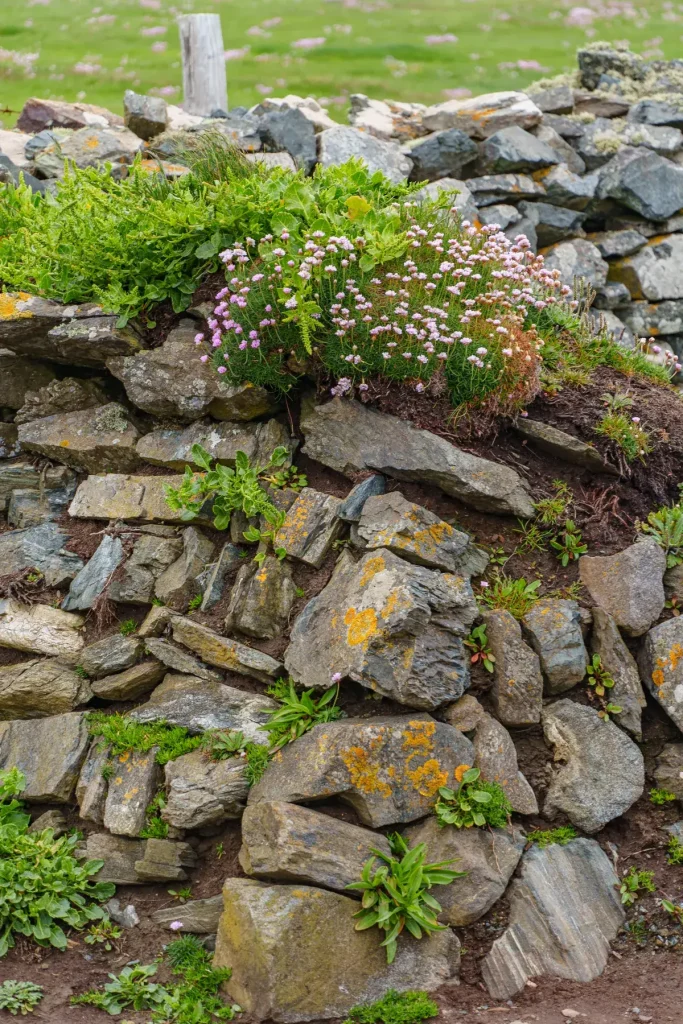 Muret en pierre sèche fleuri en bordure de prairie